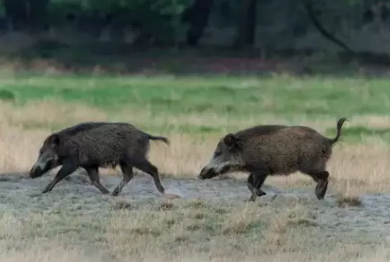 Αγριόχοιροι: Από την πληθυσμιακή έκρηξη