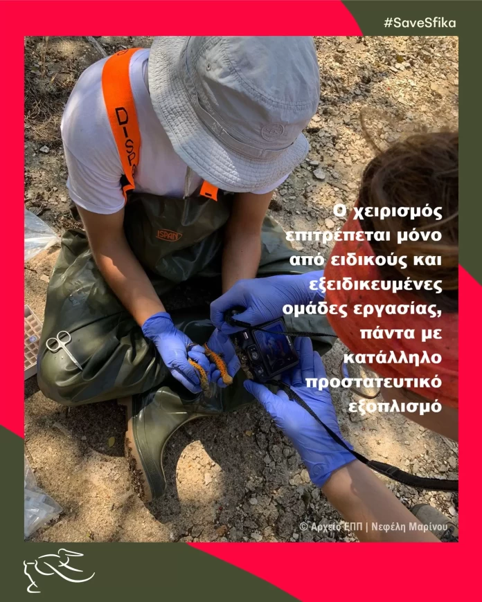 Σφήκα Φλώρινας: Το 