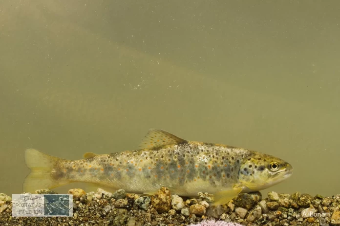 Πέστροφα των Πρεσπών: Ο σπάνιος «ένοικος»