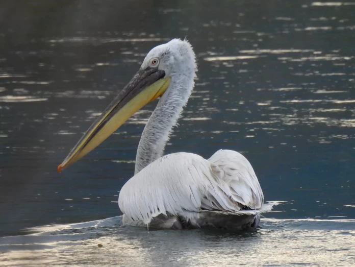 Φλώρινα: Ο Άγιος Αχίλλειος ως «Κιβωτός»