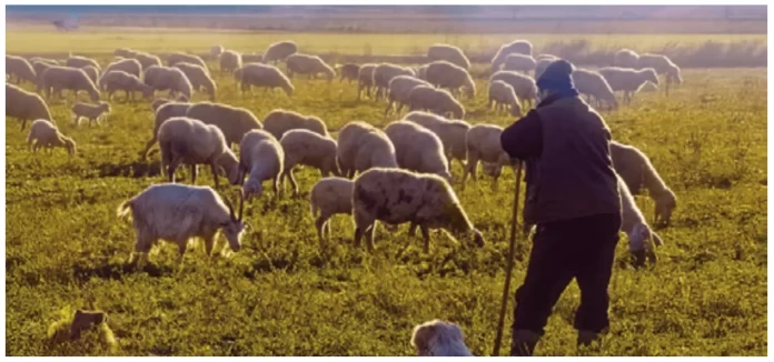 Ευλογιά των Αιγοπροβάτων: Συναγερμός στη Φλώρινα