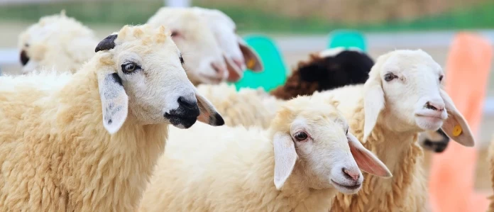 Επικαιροποιημένα συγκεντρωτικά στοιχεία για την ευλογιά