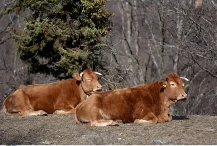 Επιβεβαιωμένο κρούσμα αφθώδους πυρετού