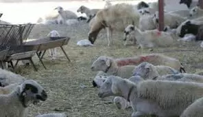 «Μέτρα από την ΕΕ για τα κρούσματα