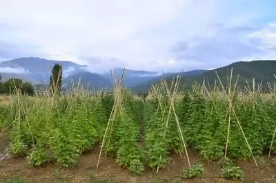 Το Μέλλον της Καλλιέργειας Φασολιού