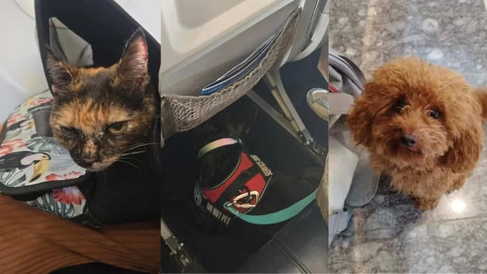 Η Αθήνα «άνοιξε την αγκαλιά της» και στα τετράποδα