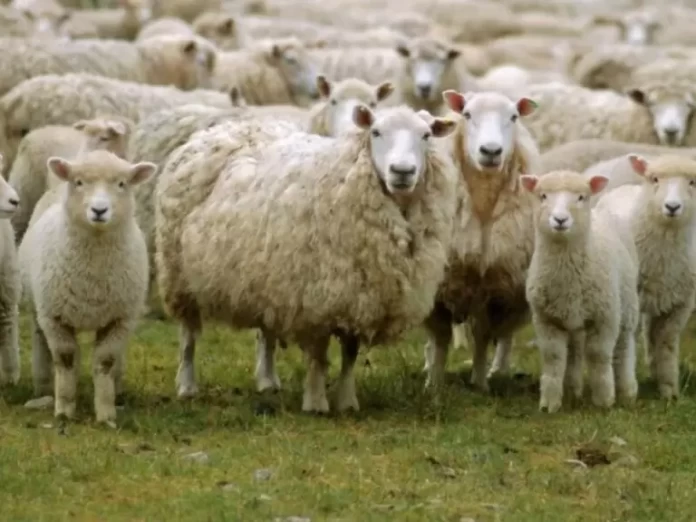 Διευκρινίσεις σχετικά με τα μέτρα περιορισμού