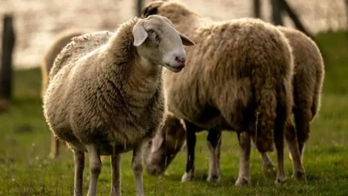 43 κρούσματα αφθώδους πυρετού