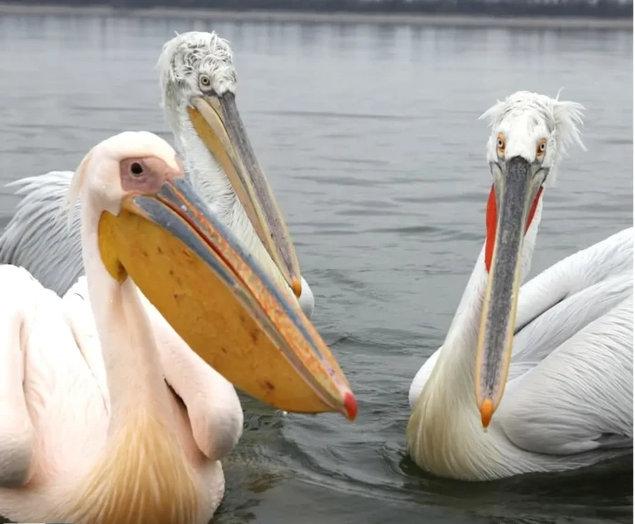 Ο Χορός των Ροδοπελεκάνων