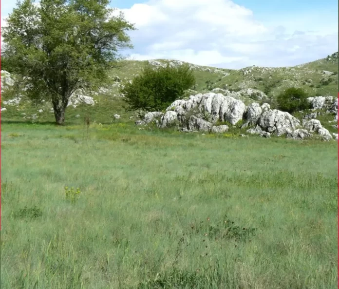  Σφήκα: Το Βουνό που «Σωπαίνει»