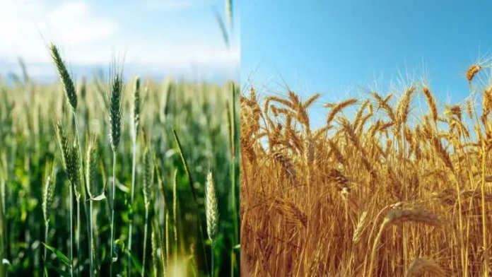 Συνδεδεμένες ενισχύσεις για σιτηρά