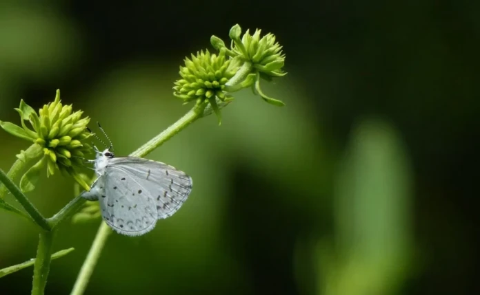 Σφήκα Πρεσπών: Ο «Χορός»