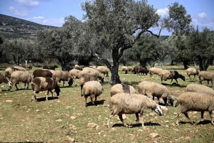 Λέσβος σε Απόγνωση: Η «Μάχη»