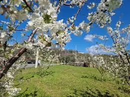 Έδεσσα: Οι Κερασιές θα ανθίσουν και φέτος